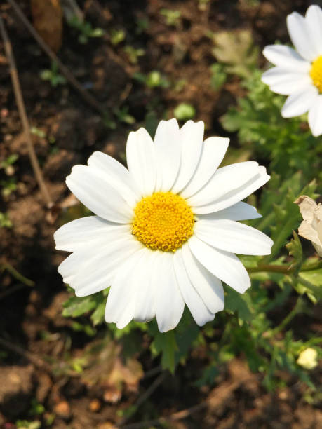 Daisies. Chamomile. Flowers with white petals in nature Daisies. Chamomile. Flowers with white petals in nature 7676 stock pictures, royalty-free photos & images