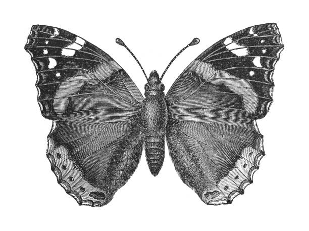 Vanessa Atalanta or red admiral butterfly - vintage engraved illustration Vintage engraved illustration isolated on white background - Vanessa Atalanta or red admiral butterfly admiral butterfly stock illustrations