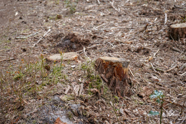 istock Close up of freshly cut down tree stumps in a forest 1369289809