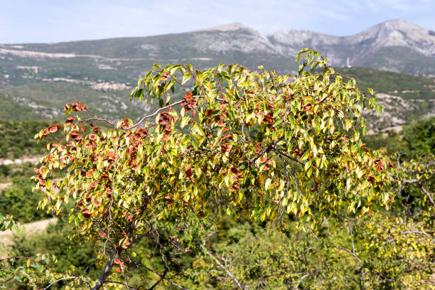 A useful, unusual plant (Paliurus spina-christi) grows in its natural habitat on a sunny day (Greece)