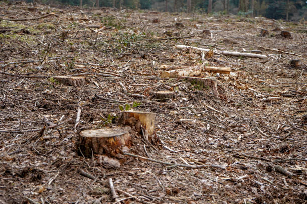 istock Close up of freshly cut down tree stumps in a forest 1369289908