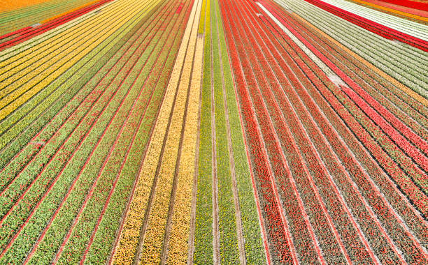 istock Flower fields in the Netherlands seen from above 1369289970