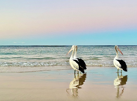 Horizontal seascape of flock of 3 pelicans standing seaside on sand at ocean water’s edge with a soft pastel colored sunset at Lennox Head Beach near Byron Bay NSW Australia