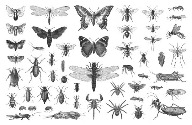 ilustraciones, imágenes clip art, dibujos animados e iconos de stock de colección de insectos - ilustración grabada vintage - grillotalpa
