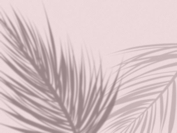 istock Pink wall background with shadows of palm leaves 1369290936