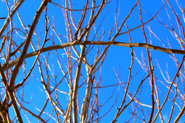 Apple tree branches in spring. Close-up. Background. Texture. stock photo