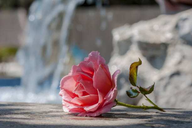 Pink, delicate rose lies near the water close-up on a sunny spring day