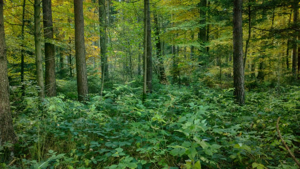 istock Beautiful wood in summer with high trees and thick underbush 1369292807