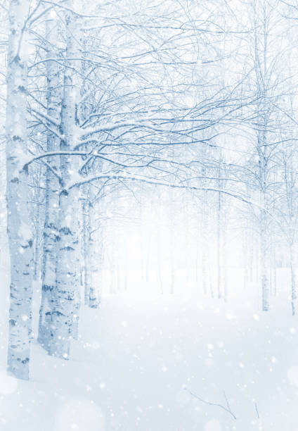 istock Winter landscape. Snow-covered birch grove. 1369293051