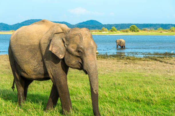 스리랑카 호수 근처를 걷는 코끼리 두 마리 - zoology 뉴스 사진 이미지