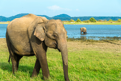 Asian elephant, elephas maximus maximus.  Sri Lanka near a lake