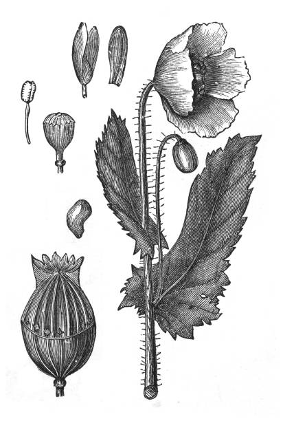 опийный мак или мак хлебного дерева (papaver somniferum) - винтажная гравированная иллюстрация - opium stock illustrations