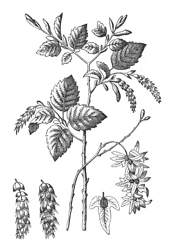 Vintage engraved illustration isolated on white background - European or common hornbeam (Carpinus betulus)