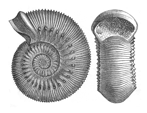Vintage engraved illustration isolated on white background - Fossil Ammonites humphresianus (Jurassic period 199.6 million to 145.5 million years ago)