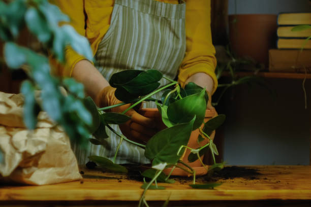 istock Gardener transplants epipremnum plant 1369294386