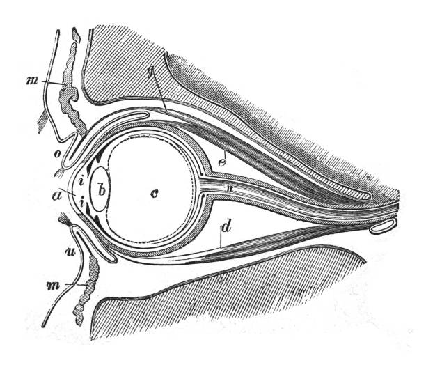 диаграмма человеческого глаза (пересечение) - винтажная грави�рованная иллюстрация - conjunctiva stock illustrations