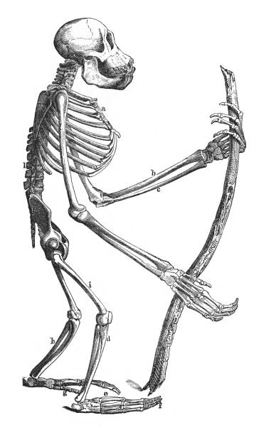 orang-utan-skelett - vintage-gravurillustration - orangutan ape endangered species zoo stock-grafiken, -clipart, -cartoons und -symbole
