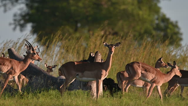 Whole herd of healthy looking Impala Antelopes grazing in the wild at sunset panning shot right to left