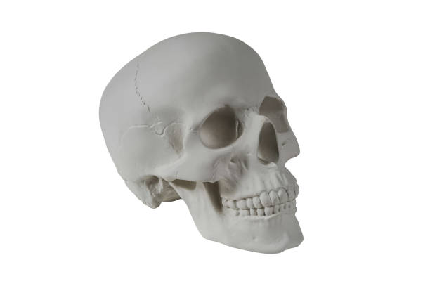 istock Gypsum human skull on isolated white background with clipping path. Plaster sample model skull for students of art schools. Forensic science, anatomy and art education concept. Mockup for drawing. 1369295926