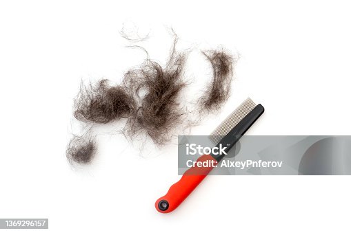 istock Heap of black fur and groomer or furminator for remove animal fur isolated on white 1369296157