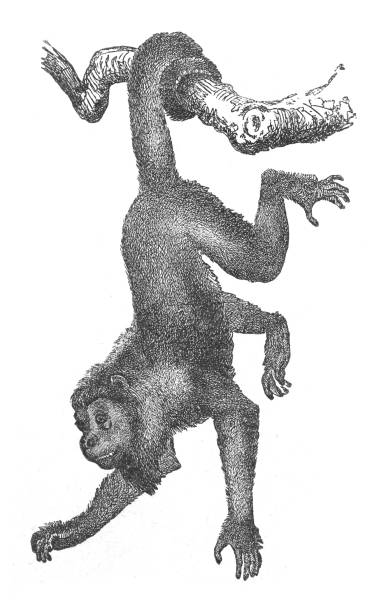 Black howler (Alouatta caraya) - vintage engraved illustration Vintage engraved illustration isolated on white background - Black howler (Alouatta caraya) howler monkey stock illustrations