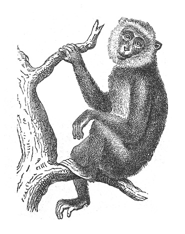 Vintage engraved illustration isolated on white background - Barbary macaque also known as Barbary ape or magot (Macaca sylvanus)