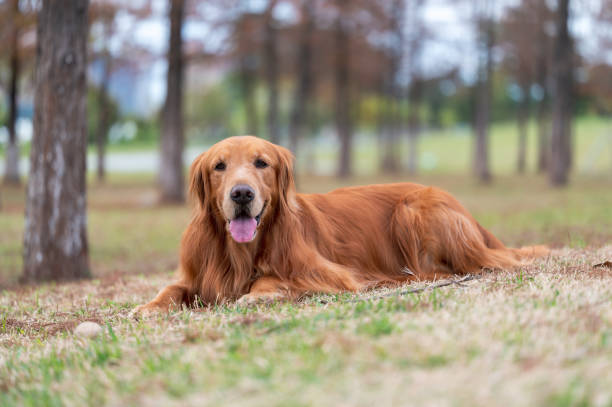 istock golden retriever lying on grass 1369296348