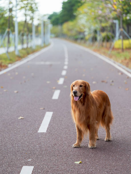 istock Golden Retriever standing on park track 1369296376
