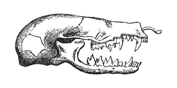 ilustraciones, imágenes clip art, dibujos animados e iconos de stock de cráneo de topo europeo (talpa europaea) - ilustración grabada vintage - topo común