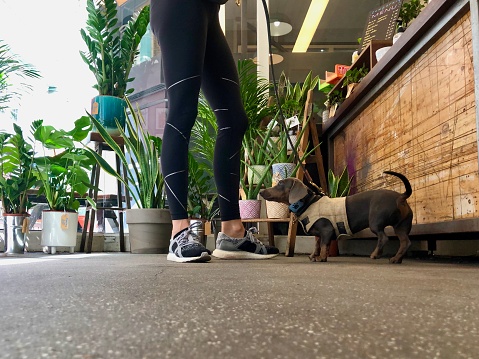 A woman and her dachshund  standing in a chic coffee shop in central London