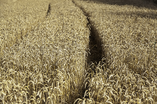 Detail of cereal field with signal of the passage of a tractor