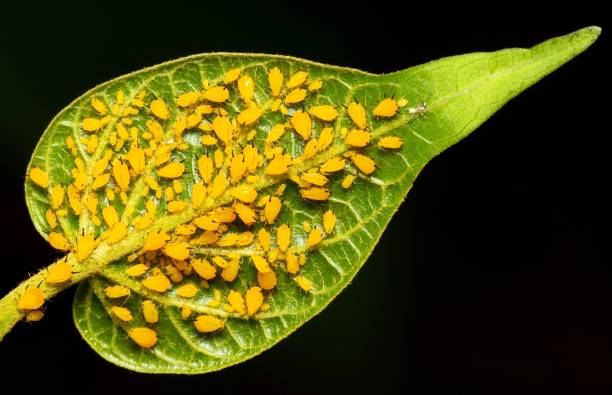 istock Aphid Community gathering on green leaf - animal behavior. 1369299006