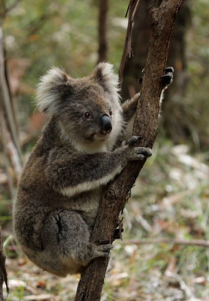 istock Wild Koala in Australia 1369299179