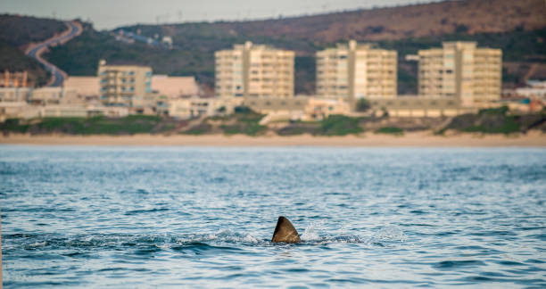 barbatana de um grande tubarão branco. mossel bay à beira-mar. áfrica do sul - sand tiger shark - fotografias e filmes do acervo
