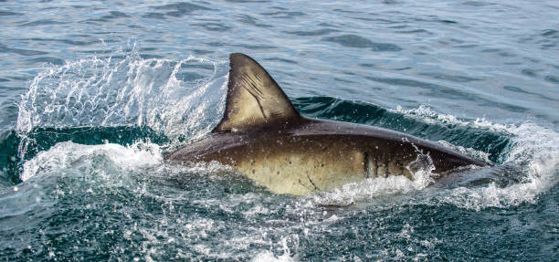 tubarão para trás e barbatana dorsal acima da água.   barbatana de grande tubarão branco, carcharodon carcharias, áfrica do sul, oceano atlântico - sand tiger shark - fotografias e filmes do acervo