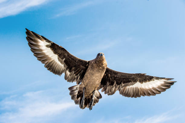 Great Skua in flight on blue sky background. Scientific name:  Catharacta skua. Bottom view.