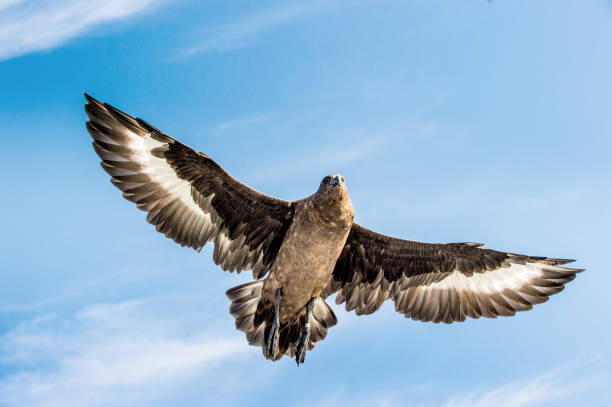 grande skua em voo no fundo do céu azul. nome científico: catharacta skua. vista inferior. - overhand - fotografias e filmes do acervo