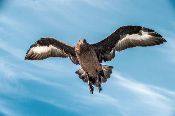 istock Great Skua in flight on blue sky background. Scientific name:  Catharacta skua. Bottom view. 1369300098