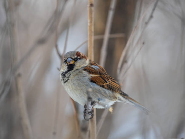 istock Sparrow sits on a branch without leaves. 1369301478