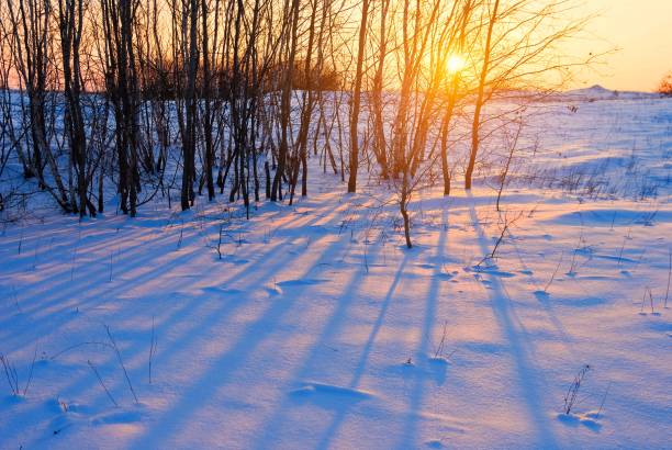 istock winter grove at the sunset 1369301730