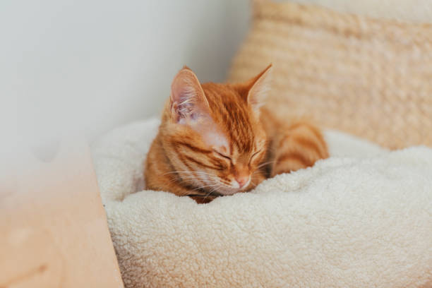 istock Cute Cat Relaxing in Cozy Home 1369302044