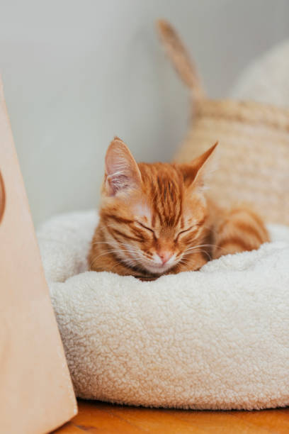 Ginger cat sleeping on couch in living room surrounded with cushions. Pet relaxing at home