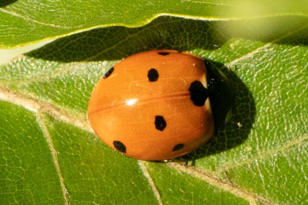 Coccinelle à Sept Points (Coccinella septempunctata) Coccinella septempunctata on unidentified plant seven spot ladybird stock pictures, royalty-free photos & images