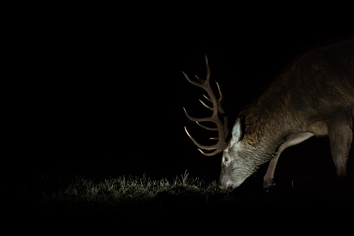 Red deer portrait in the night from camera trap. European wildlife.