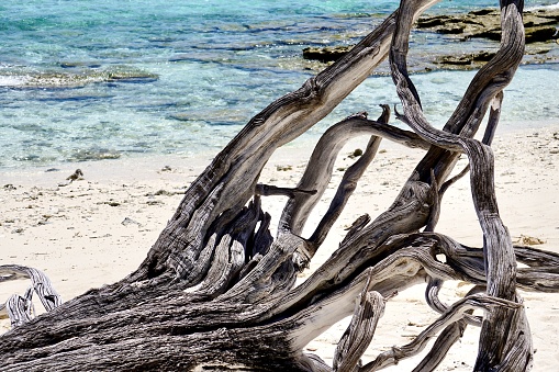 Horizontal seascape of driftwood tree branche washed up ashore on sand at Brunswick Heads beach NSW Australia