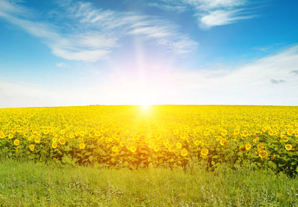 beau lever de soleil sur le champ de tournesols. - sunflower field scenics landscape photos et images de collection