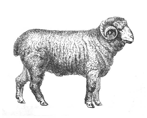 Ram Domestic male sheep (Ovis aries) - vintage engraved illustration Vintage engraved illustration isolated on white background - Ram Domestic male sheep (Ovis aries) ram animal stock illustrations