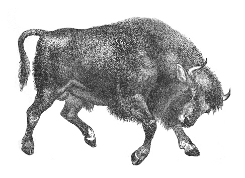 Vintage engraved illustration isolated on white background - American bison (Bison bison)