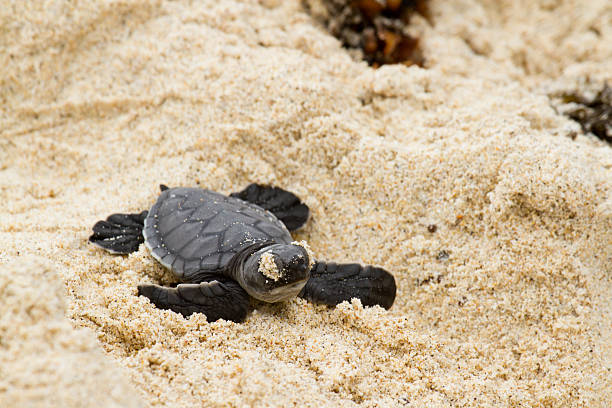 istock Galapagos Green Turtle baby 136930492