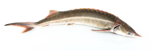 istock raw sturgeon fish is on white background 1369304952